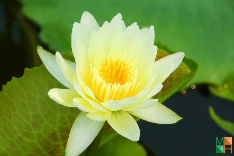 Tranh dán tường hoa súng tại Yên Phụ, Tây Hồ, Hà Nội FW - 253